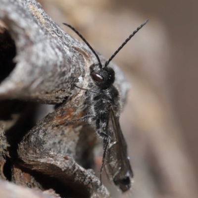 Tiphiidae (family) (Unidentified Smooth flower wasp) at Hackett, ACT - 24 Jun 2020 by TimL