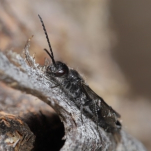 Tiphiidae (family) at Hackett, ACT - 24 Jun 2020 11:05 AM