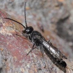 Tiphiidae (family) at Hackett, ACT - 24 Jun 2020 11:05 AM