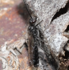 Tiphiidae (family) at Hackett, ACT - 24 Jun 2020 11:05 AM