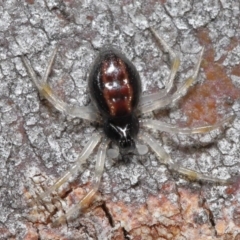 Euryopis sp. (genus) (An ant eating spider) at ANBG - 24 Jun 2020 by TimL