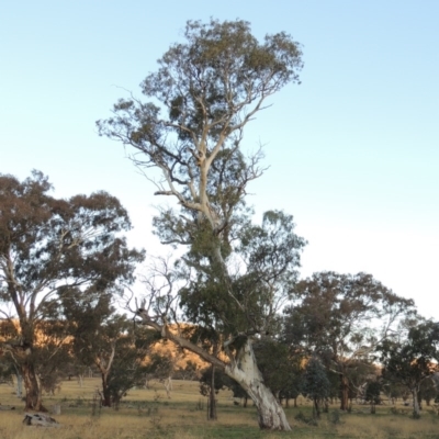 Eucalyptus blakelyi (Blakely's Red Gum) at Gordon, ACT - 25 Jun 2020 by MichaelBedingfield