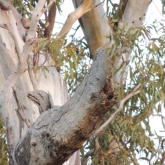 Eucalyptus blakelyi at Gordon, ACT - 25 Jun 2020 06:48 PM