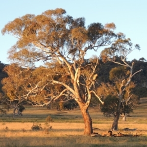 Eucalyptus melliodora at Banks, ACT - 25 Jun 2020 06:51 PM