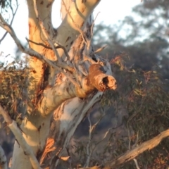 Eucalyptus melliodora at Banks, ACT - 25 Jun 2020 06:51 PM