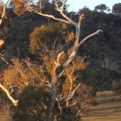 Eucalyptus melliodora at Banks, ACT - 25 Jun 2020 06:51 PM