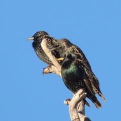 Sturnus vulgaris (Common Starling) at Gordon, ACT - 25 Jun 2020 by michaelb