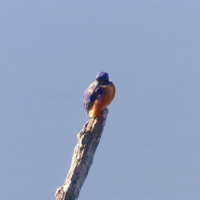 Ceyx azureus (Azure Kingfisher) at Bega, NSW - 26 Jun 2020 by MatthewHiggins