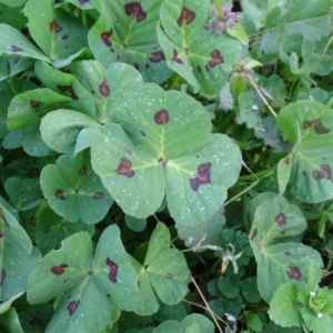 Medicago arabica at Isaacs, ACT - 25 Jun 2020