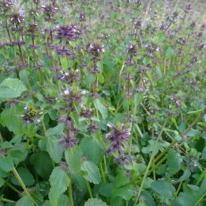 Stachys arvensis at Isaacs, ACT - 25 Jun 2020 04:25 PM