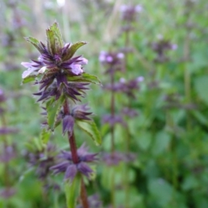 Stachys arvensis at Isaacs, ACT - 25 Jun 2020