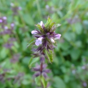 Stachys arvensis at Isaacs, ACT - 25 Jun 2020