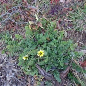 Arctotheca calendula at Isaacs, ACT - 25 Jun 2020 04:21 PM