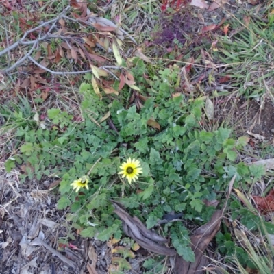 Arctotheca calendula (Capeweed, Cape Dandelion) at Isaacs, ACT - 25 Jun 2020 by Mike