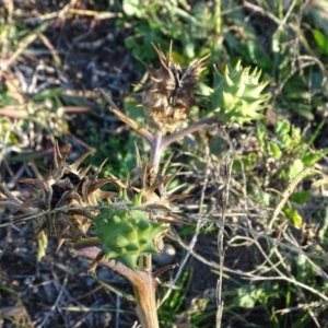 Datura ferox at Tuggeranong DC, ACT - 25 Jun 2020