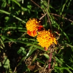 Tagetes erecta (Mexican Marigold) at Tuggeranong DC, ACT - 25 Jun 2020 by Mike