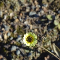 Tolpis barbata (Yellow Hawkweed) at Tuggeranong DC, ACT - 25 Jun 2020 by Mike