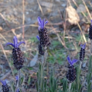 Lavandula stoechas at Tuggeranong DC, ACT - 25 Jun 2020 03:20 PM