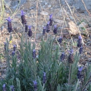 Lavandula stoechas at Tuggeranong DC, ACT - 25 Jun 2020