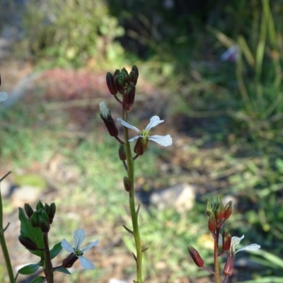 Raphanus raphanistrum (Wild Radish, Jointed Charlock) at Jerrabomberra, ACT - 25 Jun 2020 by Mike