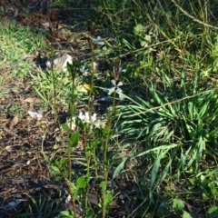 Raphanus raphanistrum at Jerrabomberra, ACT - 25 Jun 2020