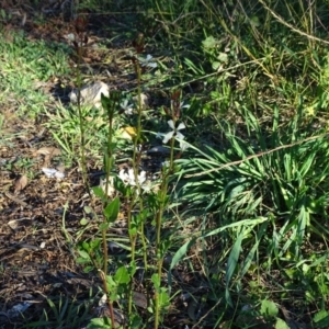 Raphanus raphanistrum at Jerrabomberra, ACT - 25 Jun 2020