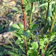 Raphanus raphanistrum at Jerrabomberra, ACT - 25 Jun 2020