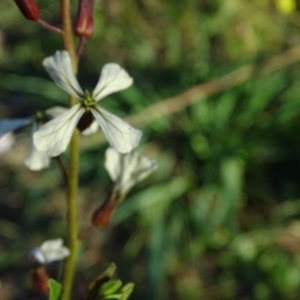 Raphanus raphanistrum at Jerrabomberra, ACT - 25 Jun 2020