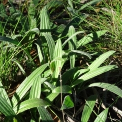 Plantago varia at Jerrabomberra, ACT - 25 Jun 2020 02:54 PM