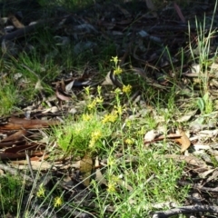 Pimelea curviflora (Curved Rice-flower) at Isaacs Ridge and Nearby - 25 Jun 2020 by Mike