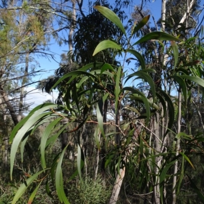 Acacia implexa (Hickory Wattle, Lightwood) at Bruce Ridge to Gossan Hill - 24 Jun 2020 by AndyRussell