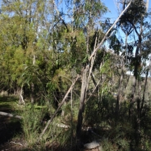 Acacia implexa at Bruce, ACT - 24 Jun 2020