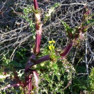 Sonchus asper at Isaacs Ridge - 25 Jun 2020