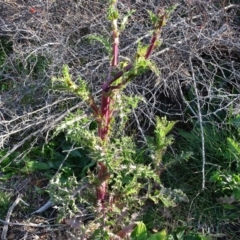 Sonchus asper at Isaacs Ridge - 25 Jun 2020 02:30 PM