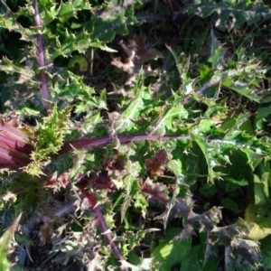 Sonchus asper at Isaacs Ridge - 25 Jun 2020 02:30 PM