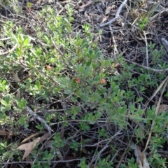 Hibbertia obtusifolia (Grey Guinea-flower) at Gossan Hill - 24 Jun 2020 by AndyRussell