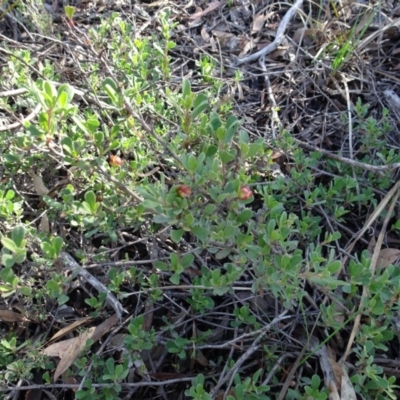 Hibbertia obtusifolia (Grey Guinea-flower) at Gossan Hill - 24 Jun 2020 by AndyRussell