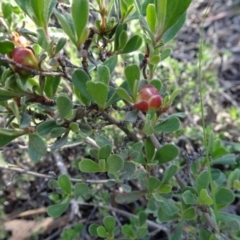 Hibbertia obtusifolia at Bruce, ACT - 24 Jun 2020 02:09 PM