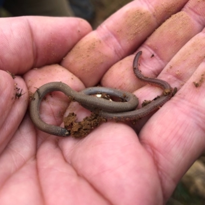 Aprasia parapulchella (Pink-tailed Worm-lizard) at Dunlop, ACT - 25 Jun 2020 by JasonC