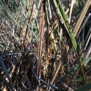 Cassytha sp. at Bruce, ACT - 24 Jun 2020