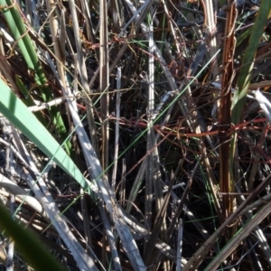 Cassytha sp. at Bruce, ACT - 24 Jun 2020