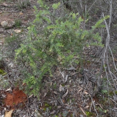 Grevillea alpina (Mountain Grevillea / Cat's Claws Grevillea) at Gossan Hill - 24 Jun 2020 by AndyRussell