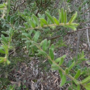 Grevillea alpina at Bruce, ACT - 24 Jun 2020