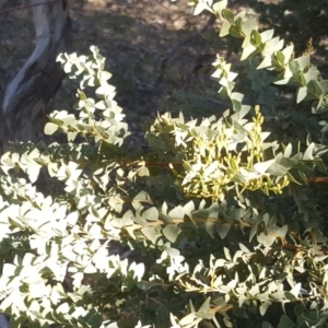 Acacia cultriformis at Symonston, ACT - 26 Jun 2020