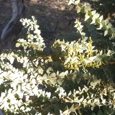 Acacia cultriformis (Knife Leaf Wattle) at Symonston, ACT - 26 Jun 2020 by Mike