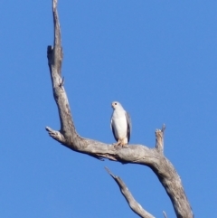 Accipiter novaehollandiae (Grey Goshawk) at Black Range, NSW - 26 Jun 2020 by MatthewHiggins