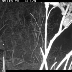 Wallabia bicolor (Swamp Wallaby) at Swanhaven, NSW - 18 Jun 2020 by simon.slater