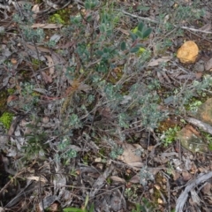 Brachyloma daphnoides (Daphne Heath) at Bruce, ACT - 24 Jun 2020 by AndyRussell