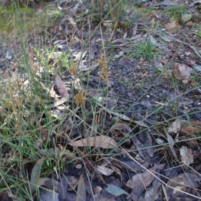 Juncus subsecundus (Finger Rush) at Bruce, ACT - 24 Jun 2020 by AndyRussell