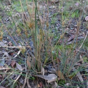 Juncus subsecundus at Bruce, ACT - 24 Jun 2020 03:05 PM